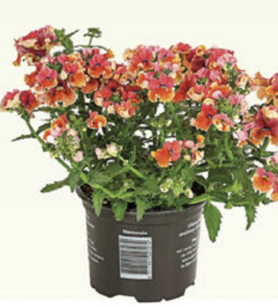 Nemesia - Elfenspiegel